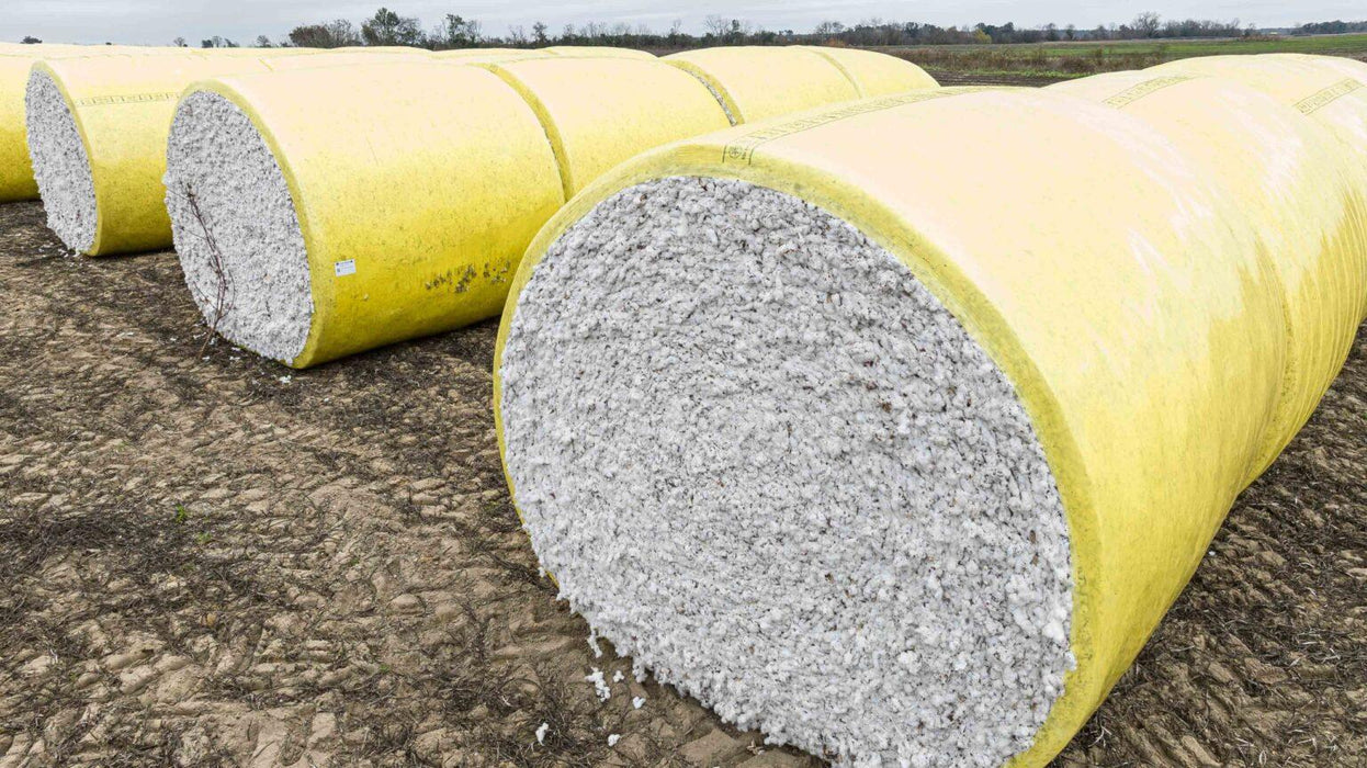 Multiple round cotton modules wrapped in yellow staged in field during harvest